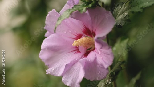 Pink hibiscus syriacus flower with water drops blooming in summer garden