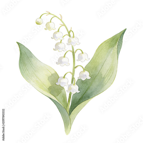 Картината върху платно Lily of the Valley Watercolor Illustration: A delicate watercolor illustration of a Lily of the Valley plant, showcasing its elegant bell-shaped white flowers and vibrant green leaves