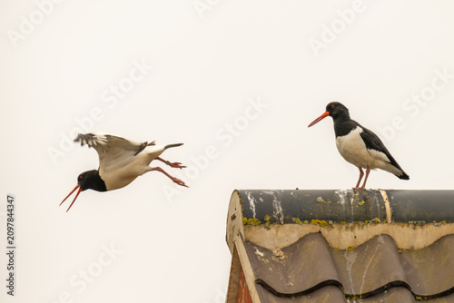 Obraz na płótnie oystercatcher perched on a roof and another oystercatcher flying by