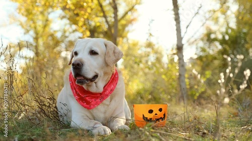 Labrador retriever in red bandana lying next to Halloween pumpkin bucket in autumn forest