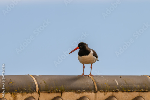 Bild auf Leinwand oystercatcher perched on a roof