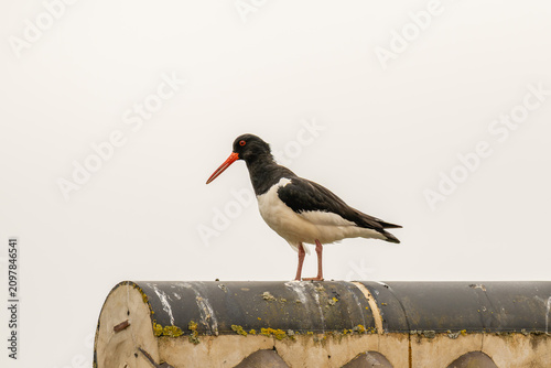 Foto oystercatcher perched on a roof