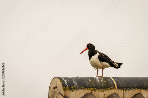 Fotografie oystercatcher perched on a roof