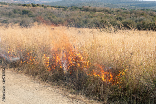 Canvas Print Controlled backburn fire in a dry natural grassland during prescribed burn manag