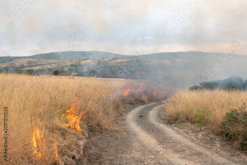 Cuadro en lienzo Controlled backburn fire in a dry natural grassland during prescribed burn manag