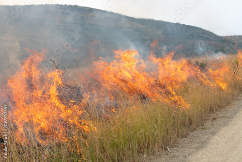 Foto Controlled backburn fire in a dry natural grassland during prescribed burn manag