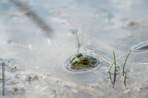 Photography A detailed macro shot showing only the head and golden eye of a green frog peeking above the surface of still, murky pond water