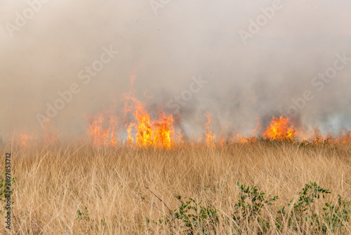 Canvastavla A controlled burn or prescribed fire in dry natural grassland for conservation m