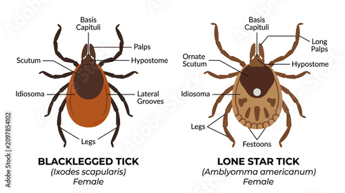 фотографія Blacklegged Tick vs Lone Star Tick Anatomy Diagram