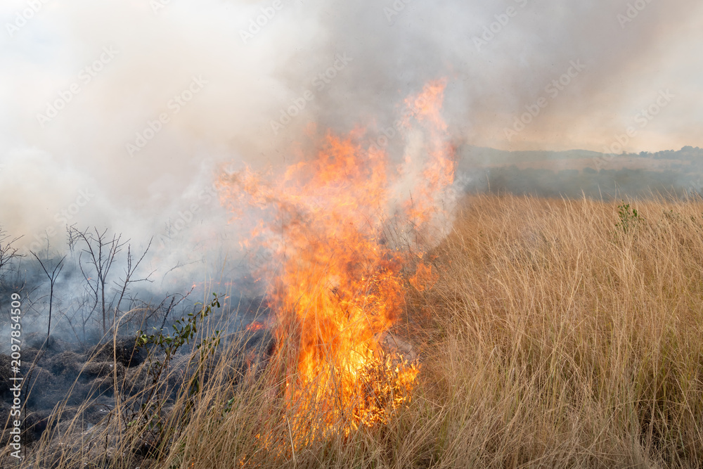 Fototapeta premium A controlled burn or prescribed fire in dry natural grassland for conservation management, South Africa