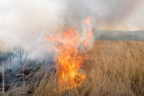Bilde på lerret A controlled burn or prescribed fire in dry natural grassland for conservation m