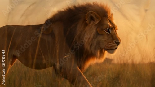 Close-up of a majestic lioness with her eyes gently closed, showcasing her detailed facial features and golden fur in a natural habitat