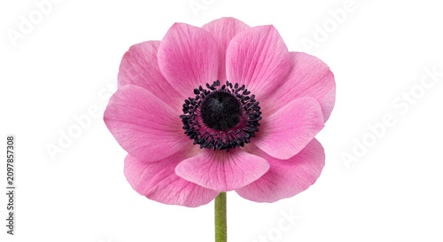 Cuadro en lienzo Vibrant pink anemone flower with dark center and green stem on white background