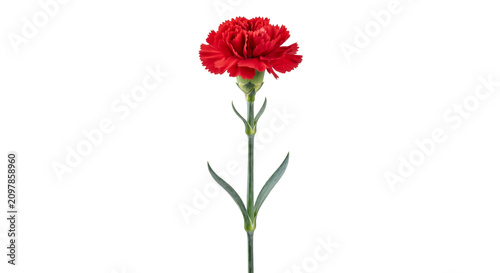 Foto Single vibrant red carnation flower with green stem and leaves on white backgrou