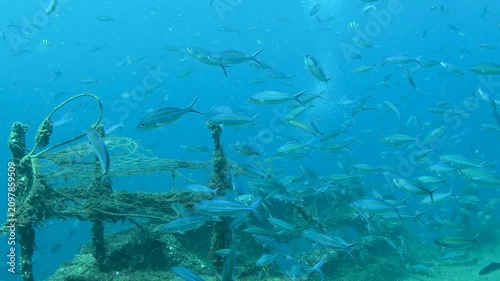 Ghost Fishing Net Moving on Colombo Shipwreck with School of Fish