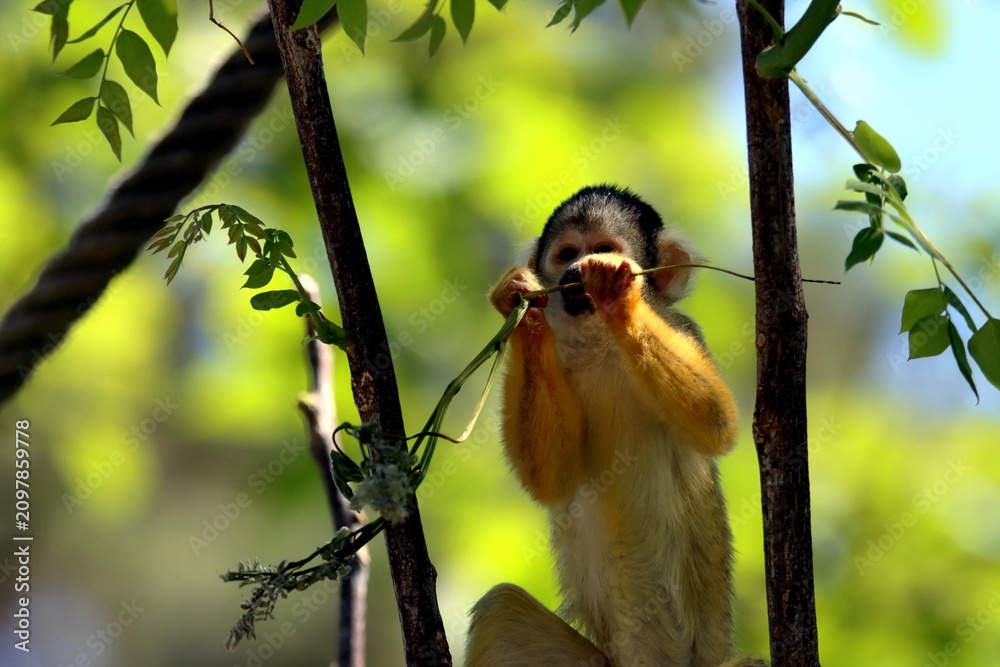 Fotografie singe