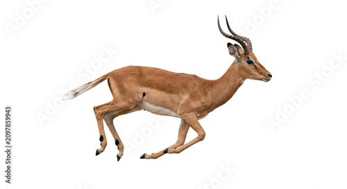 Photos Graceful impala antelope running with speed and agility across the savanna