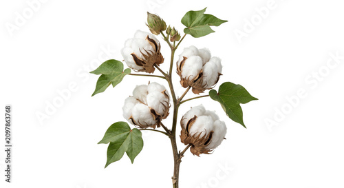 Foto Delicate cotton bolls with green leaves on a branch against a white background