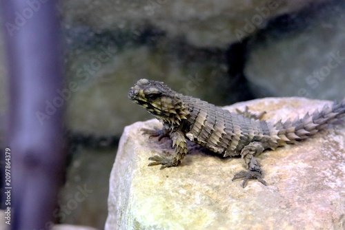 Plakat gekko