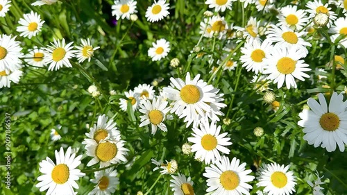 White daisies with yellow centers flourish in a lush green garden, creating a vibrant scene of nature's beauty, with multiple flowers and foliage visible in the surrounding area