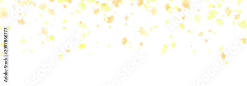 Obraz na płótnie Autumn falling ginkgo biloba leaves top border isolated on transparent background, panoramic banner
