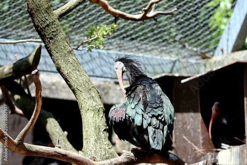 Bild auf Leinwand oiseau