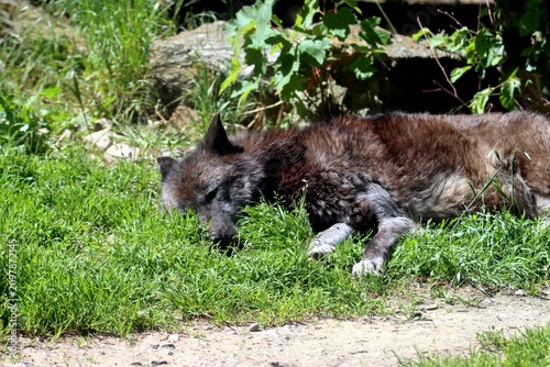 loup