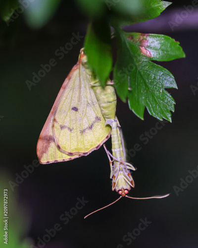 Pair of Brimstone moths mating in a hedge. Macro. Night shot.