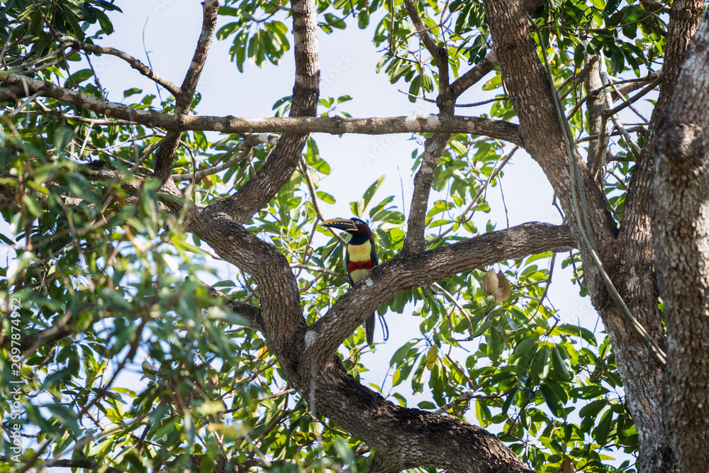 Obraz premium A rare chestnut-eared aracari sits in a tree in the Pantanal region. A pteroglossus castanotis with a colourful beak in a Brazilian forest.