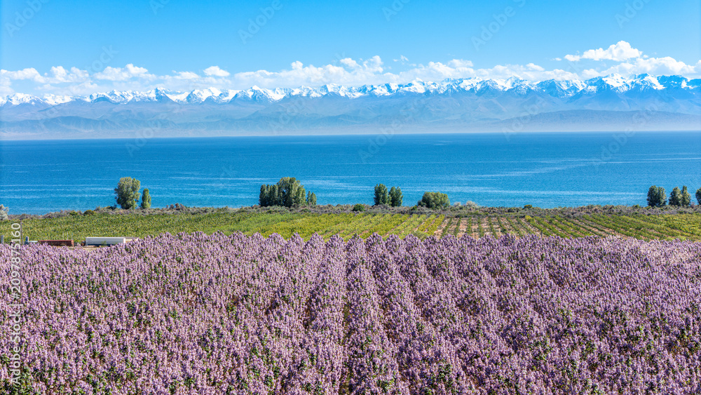 Fototapeta premium pavlovniya tree and lake issyk kul