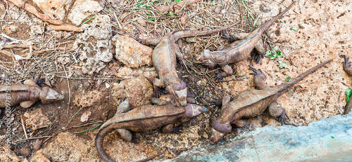 Fighting Iguanas, Dominican republic
