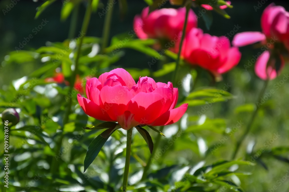 Fototapeta premium Red peonies blooming in the garden