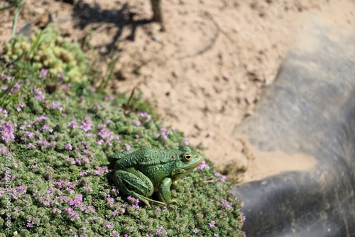 Grenouille