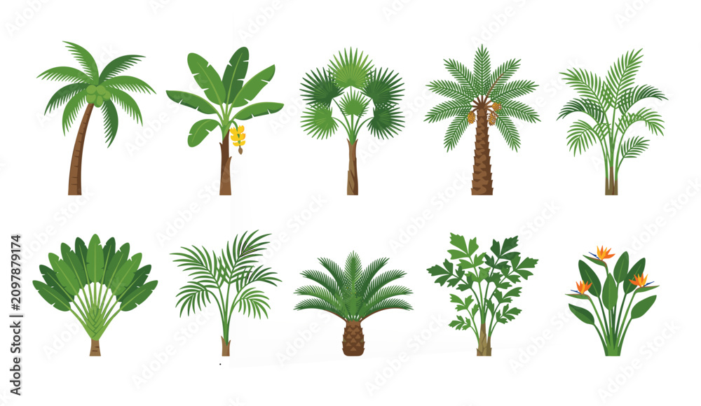 Obraz premium Flat Tropical Palm Tree Collection Exotic Jungle Plant Vector Set