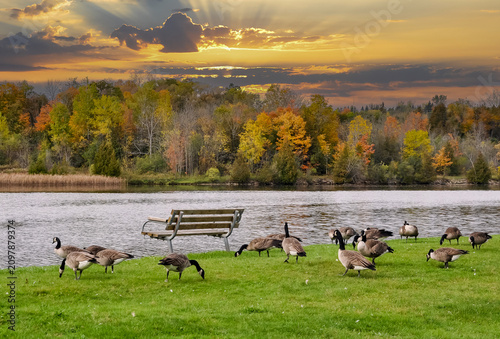 Fotografie Gaggle of geese feeding on the ground near the river