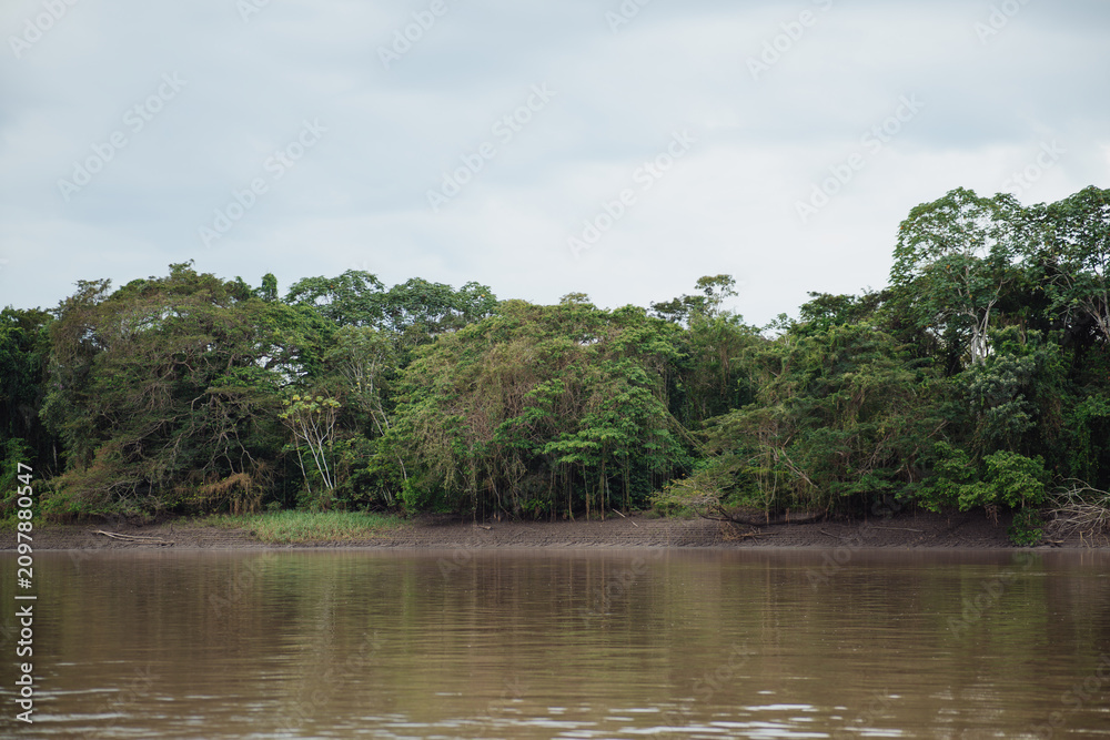 Fototapeta premium Amazon River bank with a backdrop of the Amazon forest