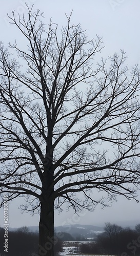 Bare winter tree silhouette against overcast sky.