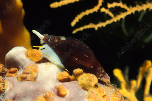 Canvastavla Mitra, (mitra cornea)
