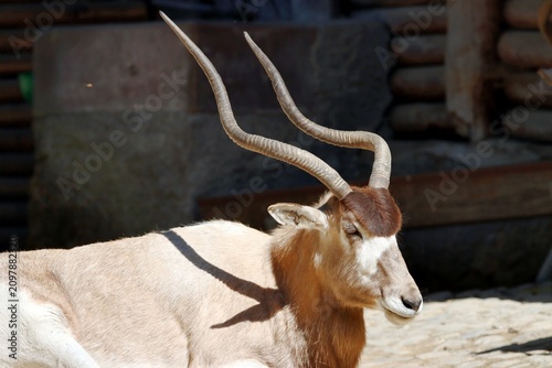 gazelle