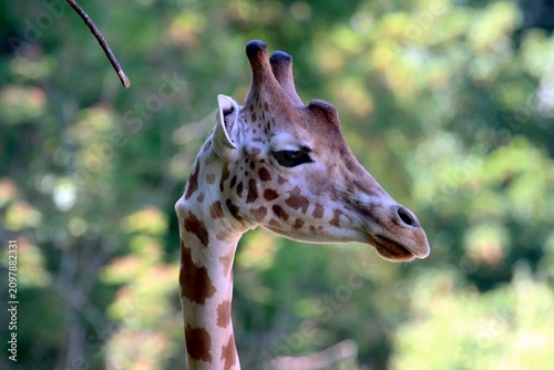girafe