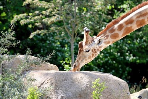 girafe