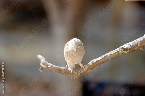 Bild auf Leinwand oiseau