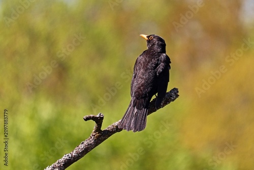 Amsel sitzt auf einem Ast