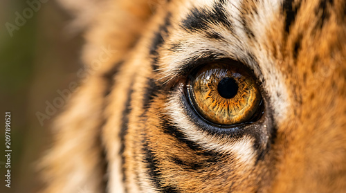 Close up macro photograph featuring the intense golden eye of a majestic wild tiger showing detailed fur texture and patterns