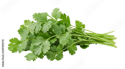 Canvastavla Fresh green cilantro bunch with water drops captured from above, cooking ingredient