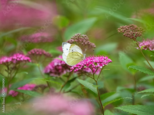Фотография White butterfly sitting on pink Spiraea japonica flowers in the summer garden