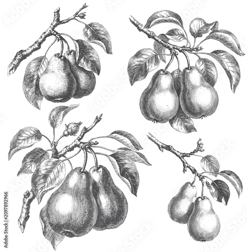 Obraz na plátně Vintage engraved pear botanical illustration collection featuring antique hand d