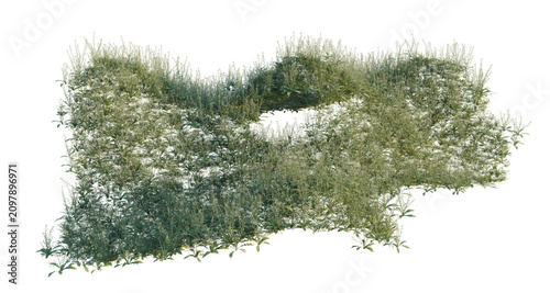 Konstfotografi Capsella bursa pastoris tree shrub, plant bush, cutout, isolate transparent back