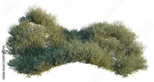 Obraz na płótnie Elaeagnus umbellata tree shrub, plant bush, cutout, isolate transparent background, Detailed bushy shrubbery with a natural shape, perfect for landscaping design elements and outdoor scenes