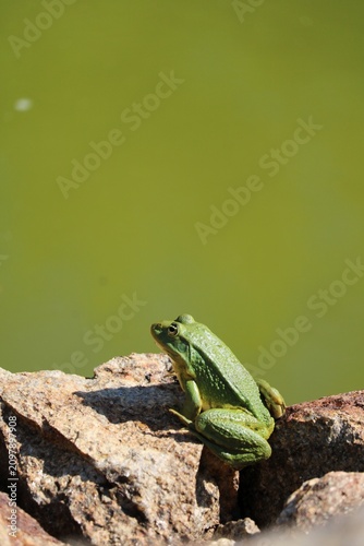 Grenouille